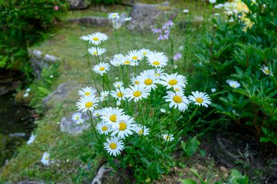 After Showering - visiting the Garden