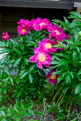 Peonies