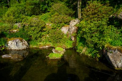 Pond