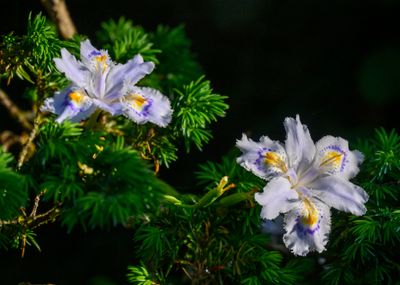 Iris Japonica