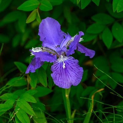 Iris