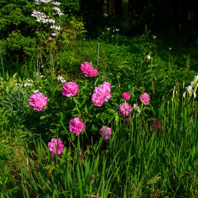 Peonies