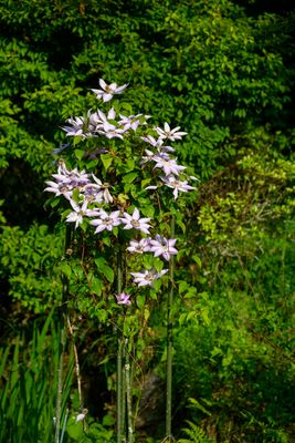 Clematis