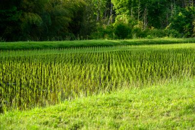 Rice fields