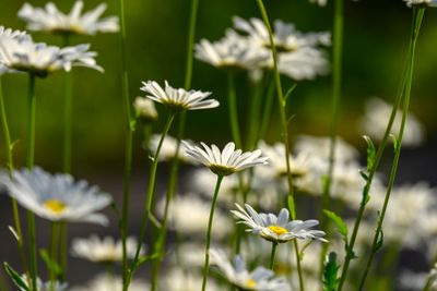 Daisies
