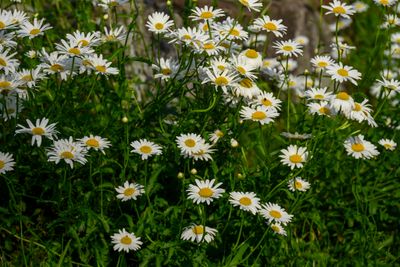 Daisies