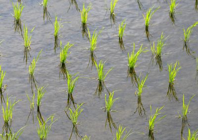 Young rice