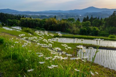 Daisies view