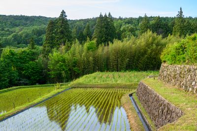 Terraced fields