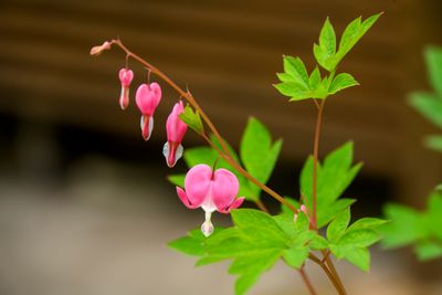 Bleeding Heart