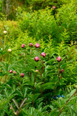 Peonies