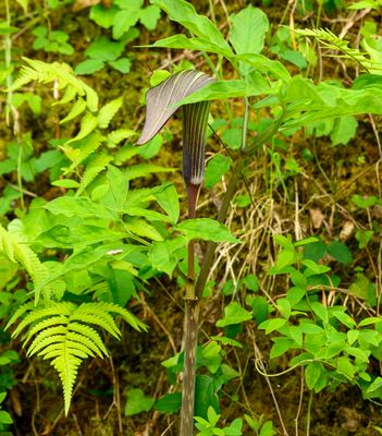 Arisaema serrata Lily
