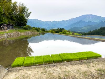 Rice seedlings ready to be planted