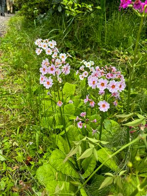 Japanese Primrose
