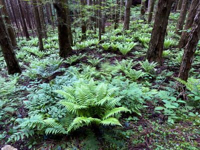 Ferns