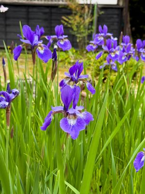 Iris