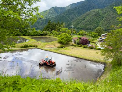 Rice field
