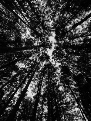 Looking up