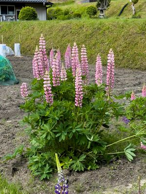 Lupines