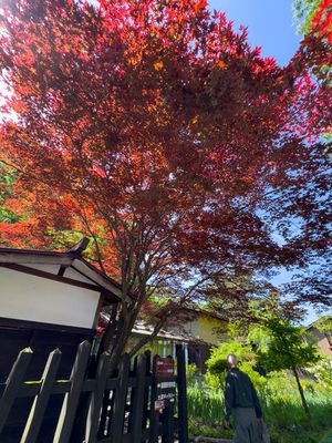 Red Maple