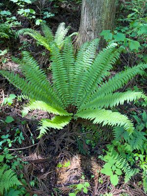 Fern