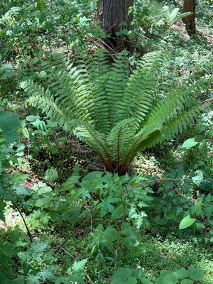 ferns