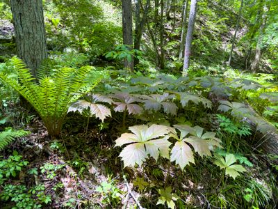 Ferns and Umbrella Leaf