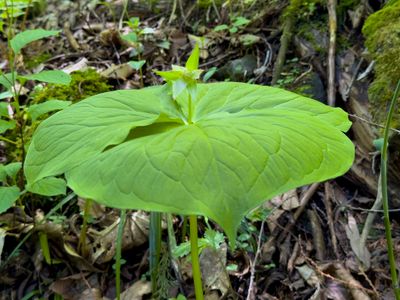 Trillium