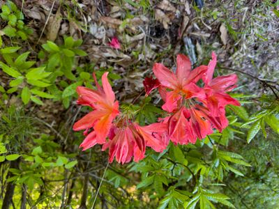 Rhododendrons