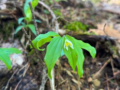 Chigo Lily