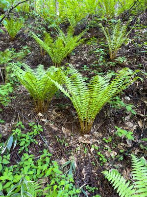 Ferns