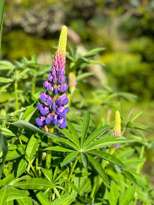 Young Lupine