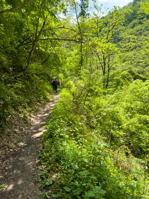 Hearing a lot of Cicadas