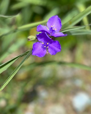 Spiderwort