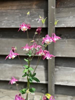 Columbine