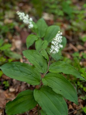 False Solomon's Seal