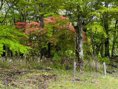 Rhododendron
