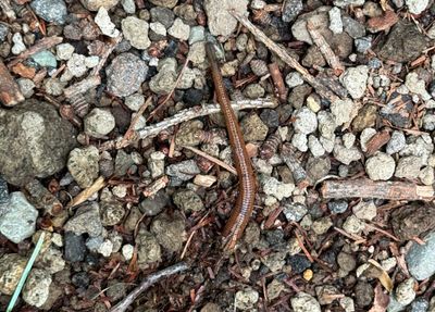 Yikes! A Leech