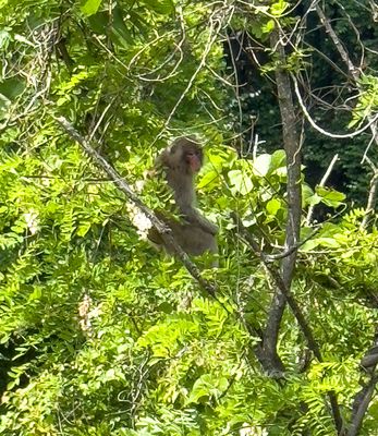 A Macaque monkey