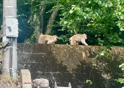 Macaque monkeys