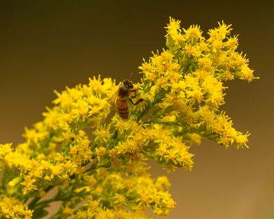 Goldenrod