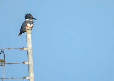 Belted Kingfisher