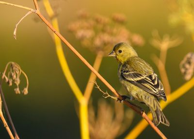 Lesser Goldfinch