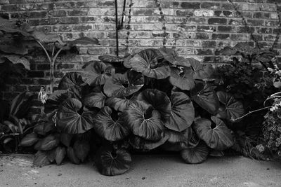 Giant Green Leopard plant in monochrome
