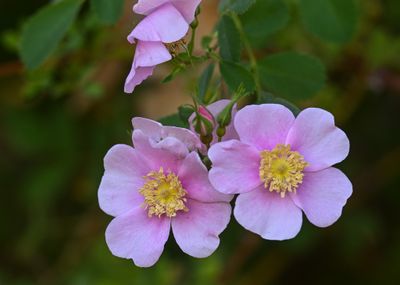 California Rose
