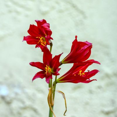 Oxblood Lily