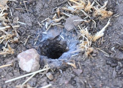 A Tarantula Burrow
