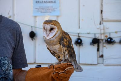 Captive Barn Owl