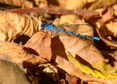 Damselfly