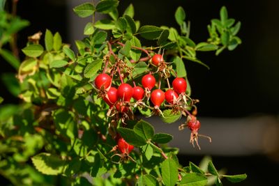 Rose hips
